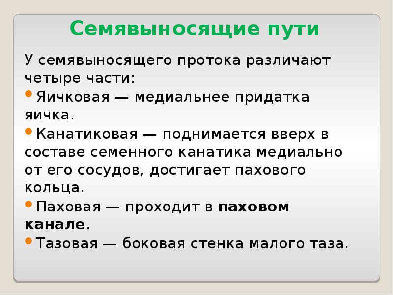 Семявыносящие пути У семявыносящего протока различают четыре части: Яичковая&nbsp;— медиальнее придатка