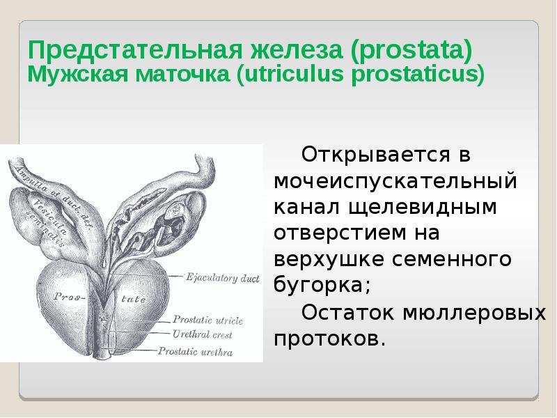 Открывается в мочеиспускательный канал щелевидным отверстием на верхушке семенного бугорка; 		Открывается