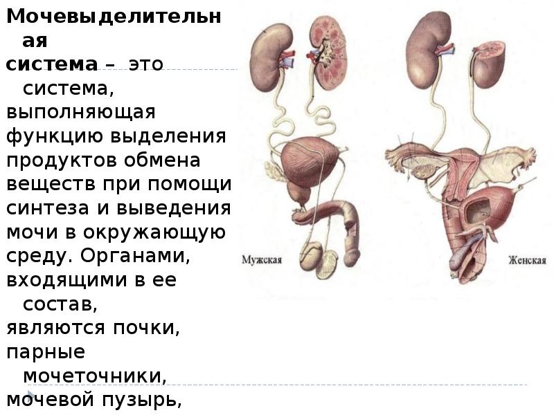 Презентация мочевыделительная система на английском