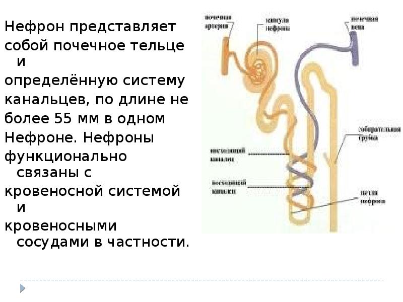 Рис 118 строение нефрона. Строение структурно-функциональных единиц почек нефрон. Мочевыделительная система нефрон схема. Нефрон это орган. Строение нефрона почки человека анатомия.