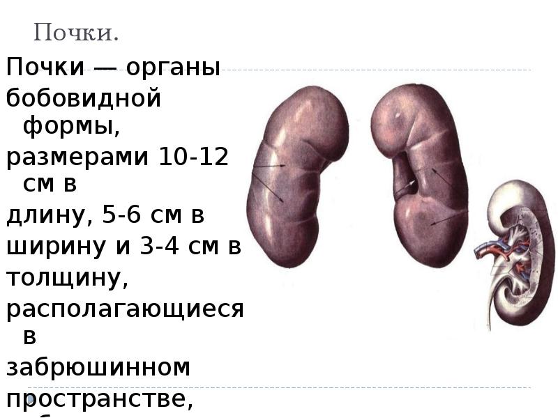 Размер человеческой почки. Почки ее размеры. Почки ее размеры. Почки ее размеры. Нормальные размеры почек.