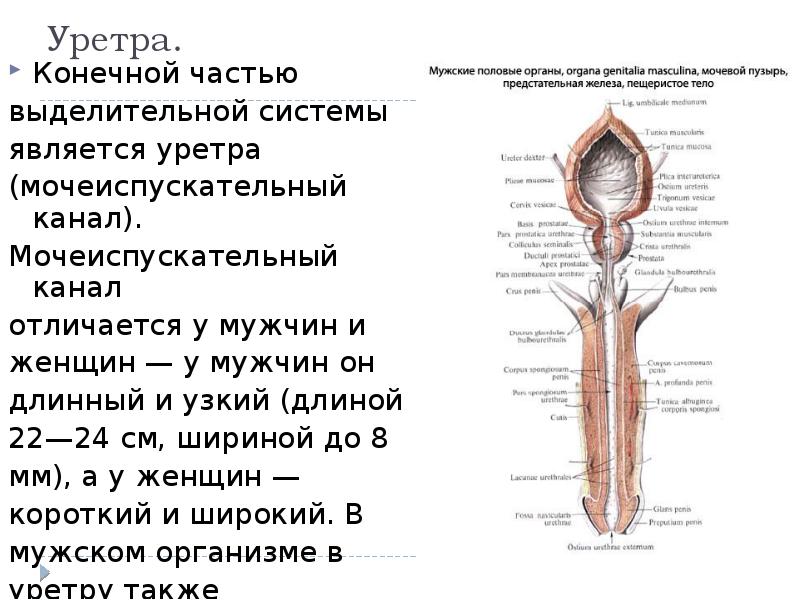 Рисунок мочеиспускательный канал