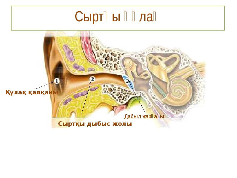 Құлақ аурулары презентация