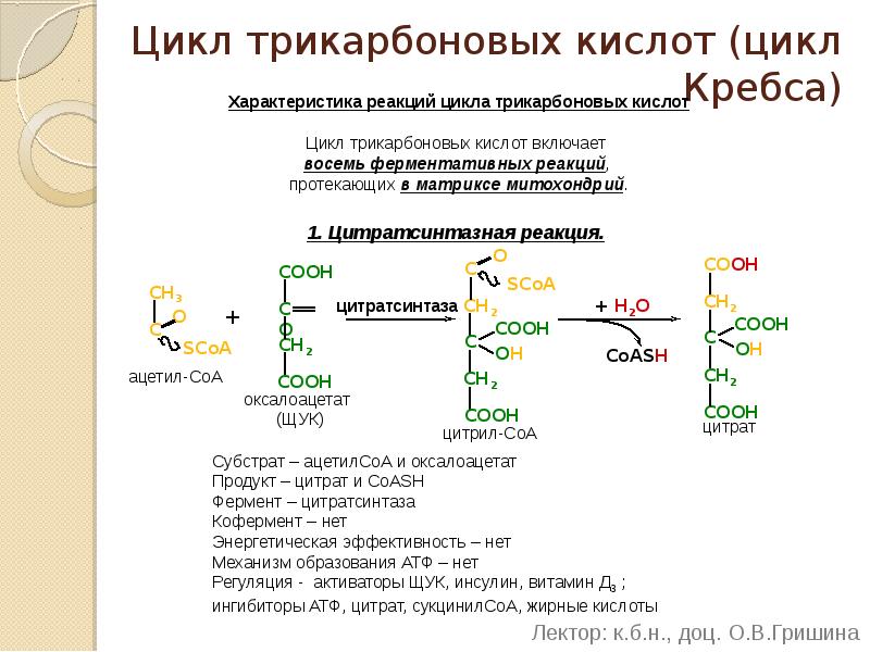 Цикл трикарбоновых кислот (цикл Кребса) Характеристика реакций цикла трикарбоновых кислот 