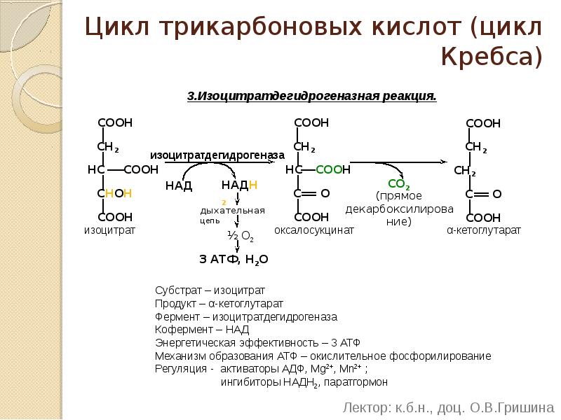 Энергетический обмен в клетке гликолиз и окислительное фосфорилирование презентация 10 класс