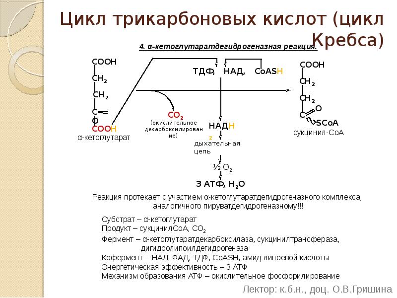 Цикл трикарбоновых кислот (цикл Кребса) 4. α-кетоглутаратдегидрогеназная реакция. Реакция протекает с