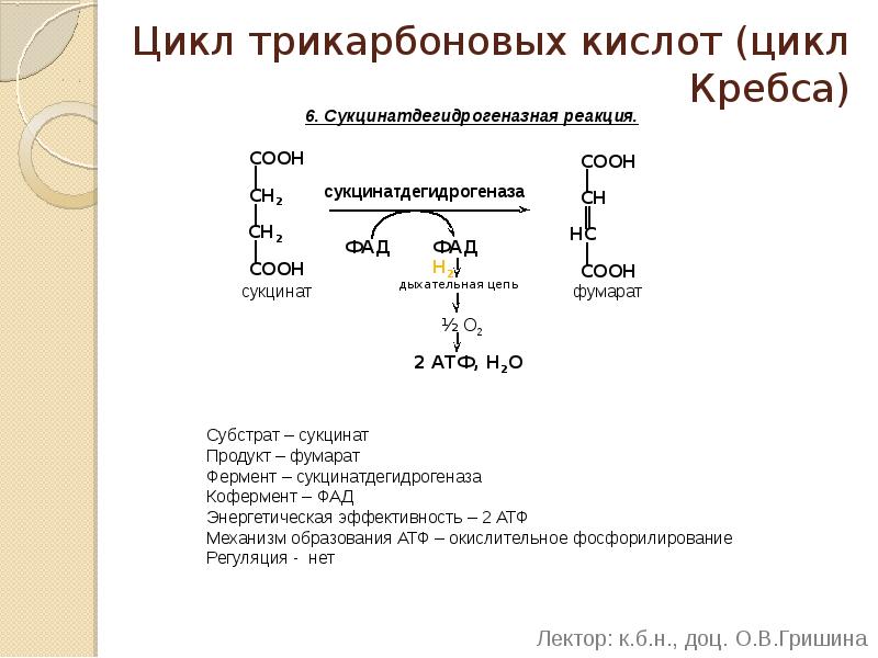 Цикл трикарбоновых кислот (цикл Кребса) 6. Сукцинатдегидрогеназная реакция.