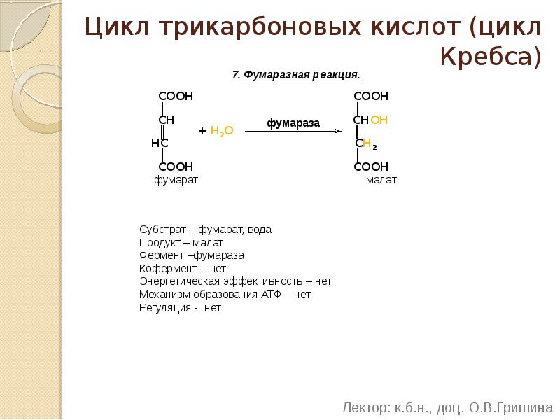 Цикл трикарбоновых кислот (цикл Кребса) 7. Фумаразная реакция.