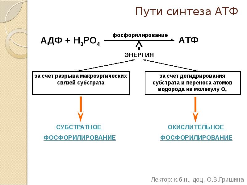 Пути синтеза АТФ
