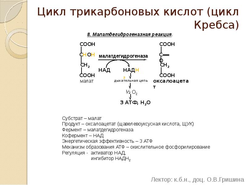 Цикл трикарбоновых кислот (цикл Кребса) 8. Малатдегидрогеназная реакция.