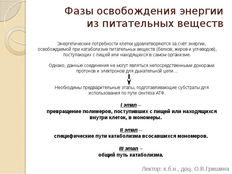 Фазы освобождения энергии из питательных веществ Энергетические потребности клетки удовлетворяются за