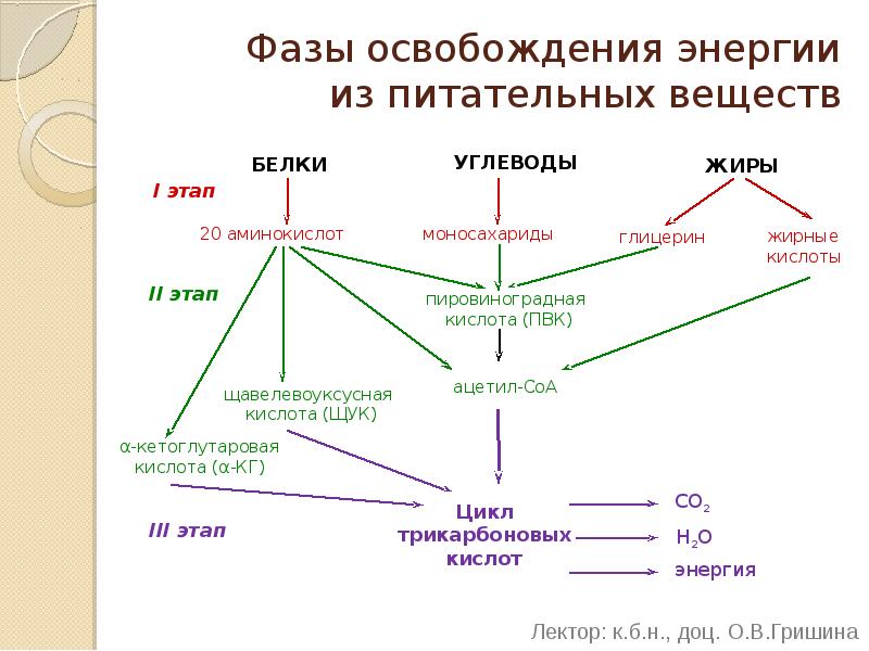 Фазы освобождения энергии из питательных веществ
