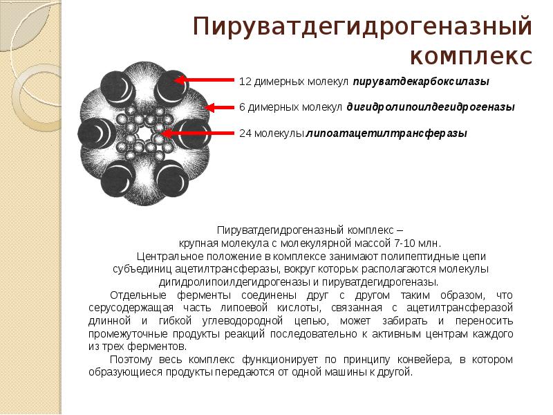 Пируватдегидрогеназный комплекс