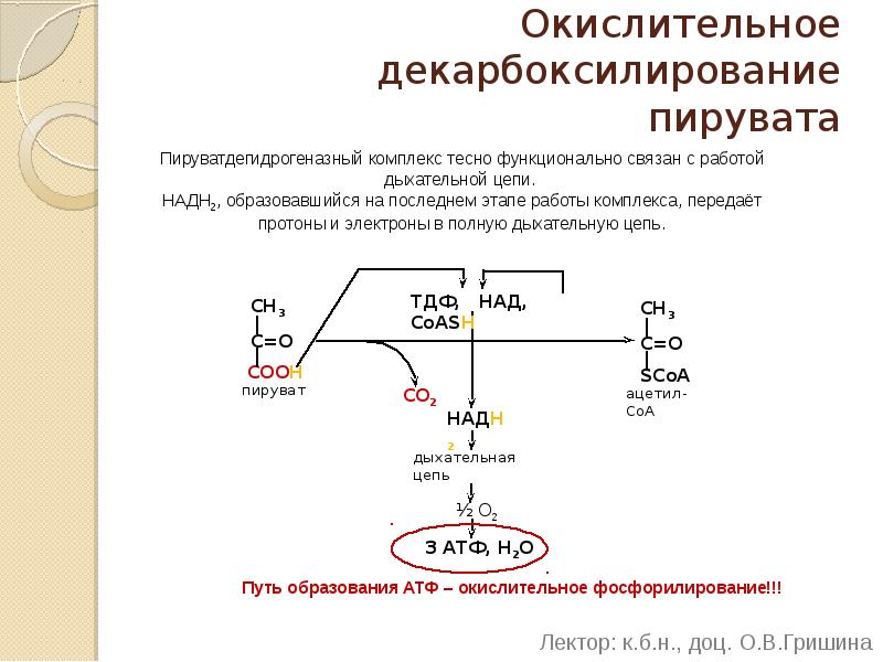 Окислительное декарбоксилирование пирувата