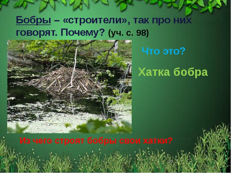 Вода поднялась и затопила бобровую хатку