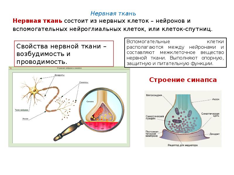 Строение нервного вещества. Вспомогательные клетки. Межклеточное вещество нервной ткани. Вспомогательные клетки нервной ткани выполняющие защитные функции. Функции вспомогательных клеток.