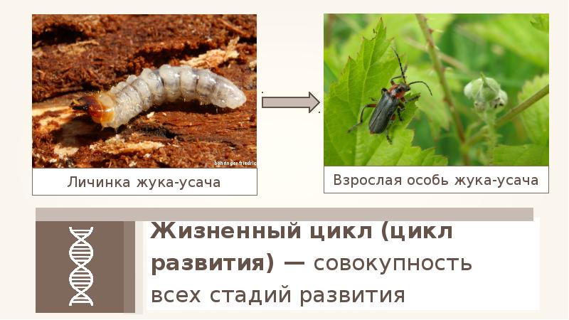 Взрослая особь. Жук усач жизненный цикл. Стадии развития жука усача. Жизненный цикл Жук дровосек.