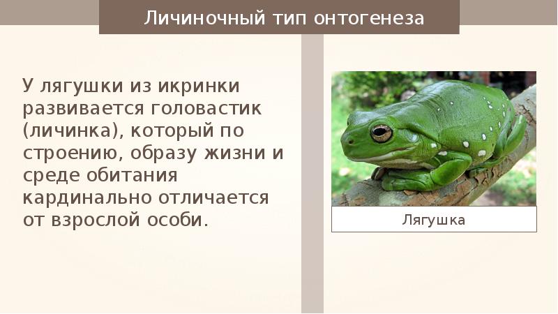 Приспособленность лягушки к среде обитания. Среда обитания взрослой лягушки. Личиночный Тип онтогенеза. Онтогенез лягушки. Онтогенез лягушки стадии.