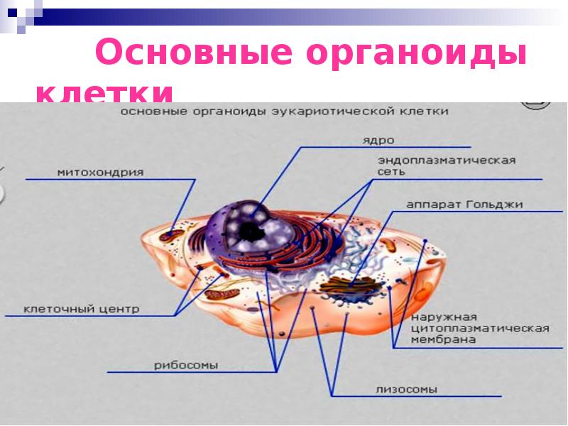 Как называется органоид клетки. Основные органоиды клетки. Что такое органоиды клетки в биологии. Основной органоид клетки. Органоиды животной клетки.
