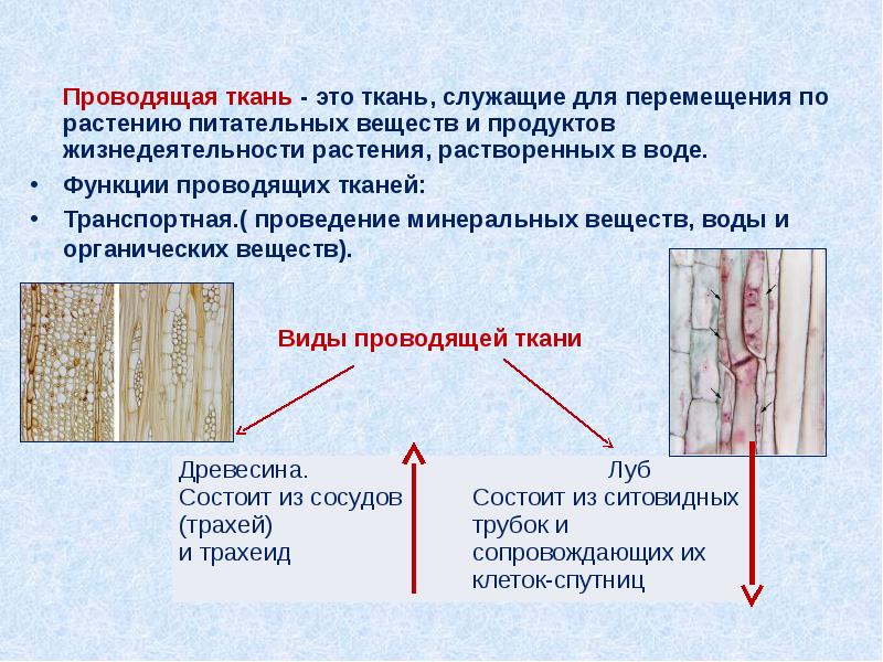 К проводящим тканям относятся. Проводящая ткань. Проводящая ткань ткань. Проводящая ткань древесины состоит. Проводящая ткань растений функции.