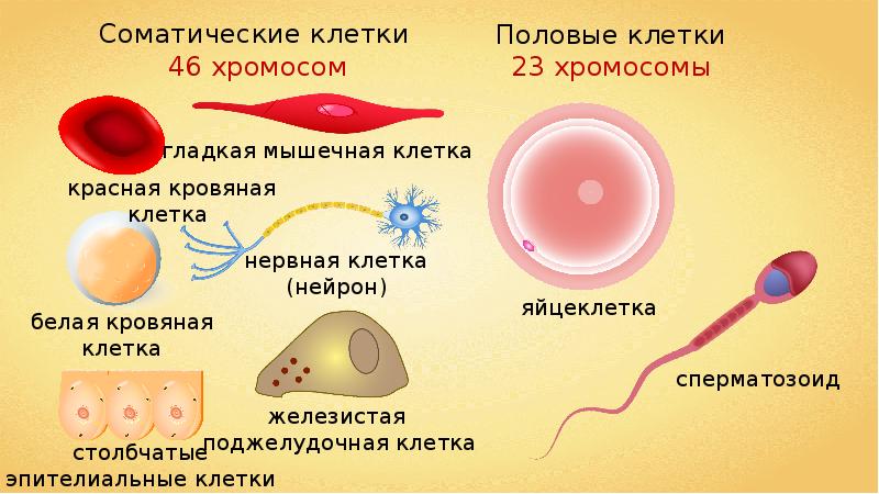 Особенности размножения человека презентация