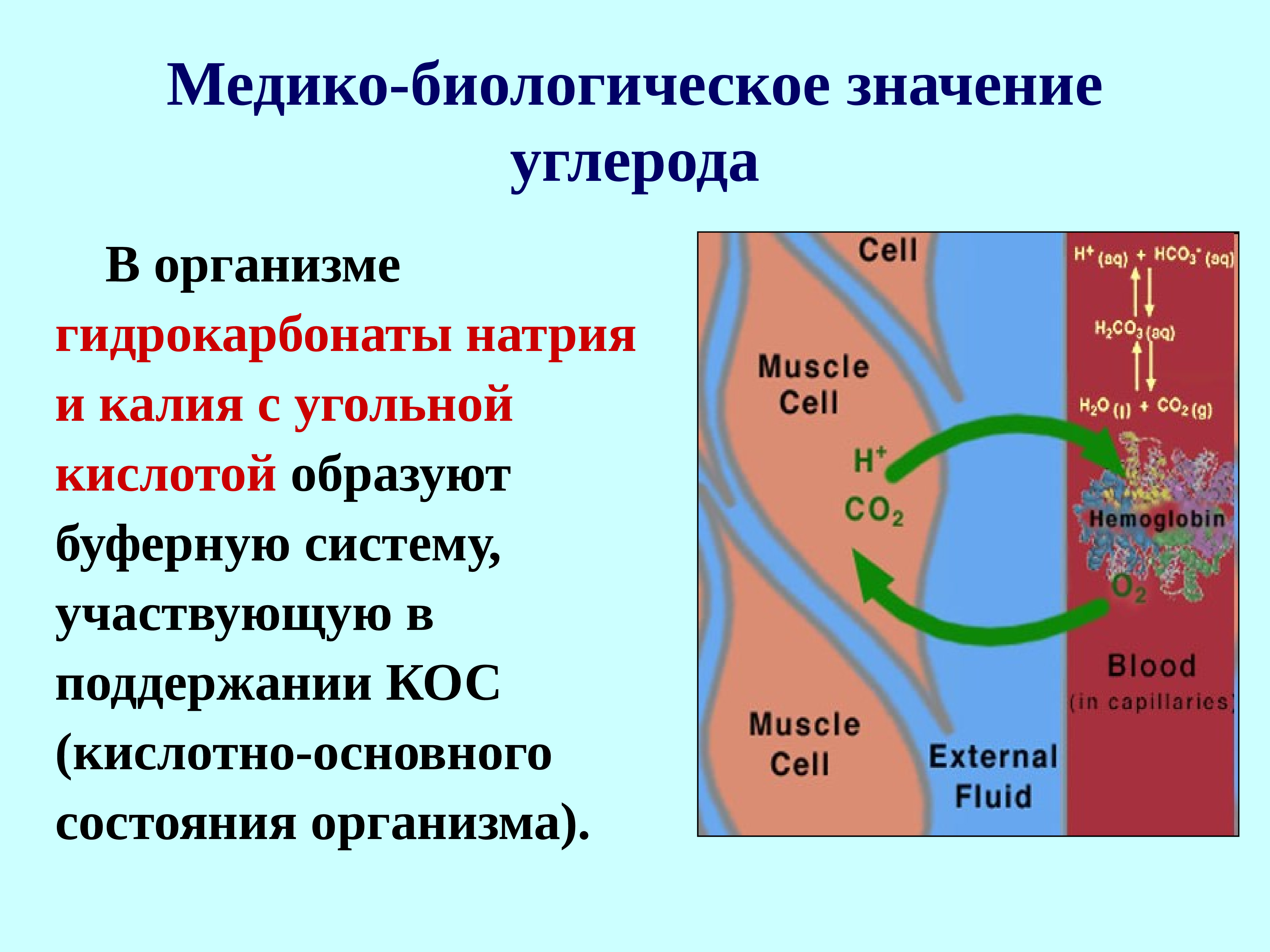 Проект на тему углерод в моем организме