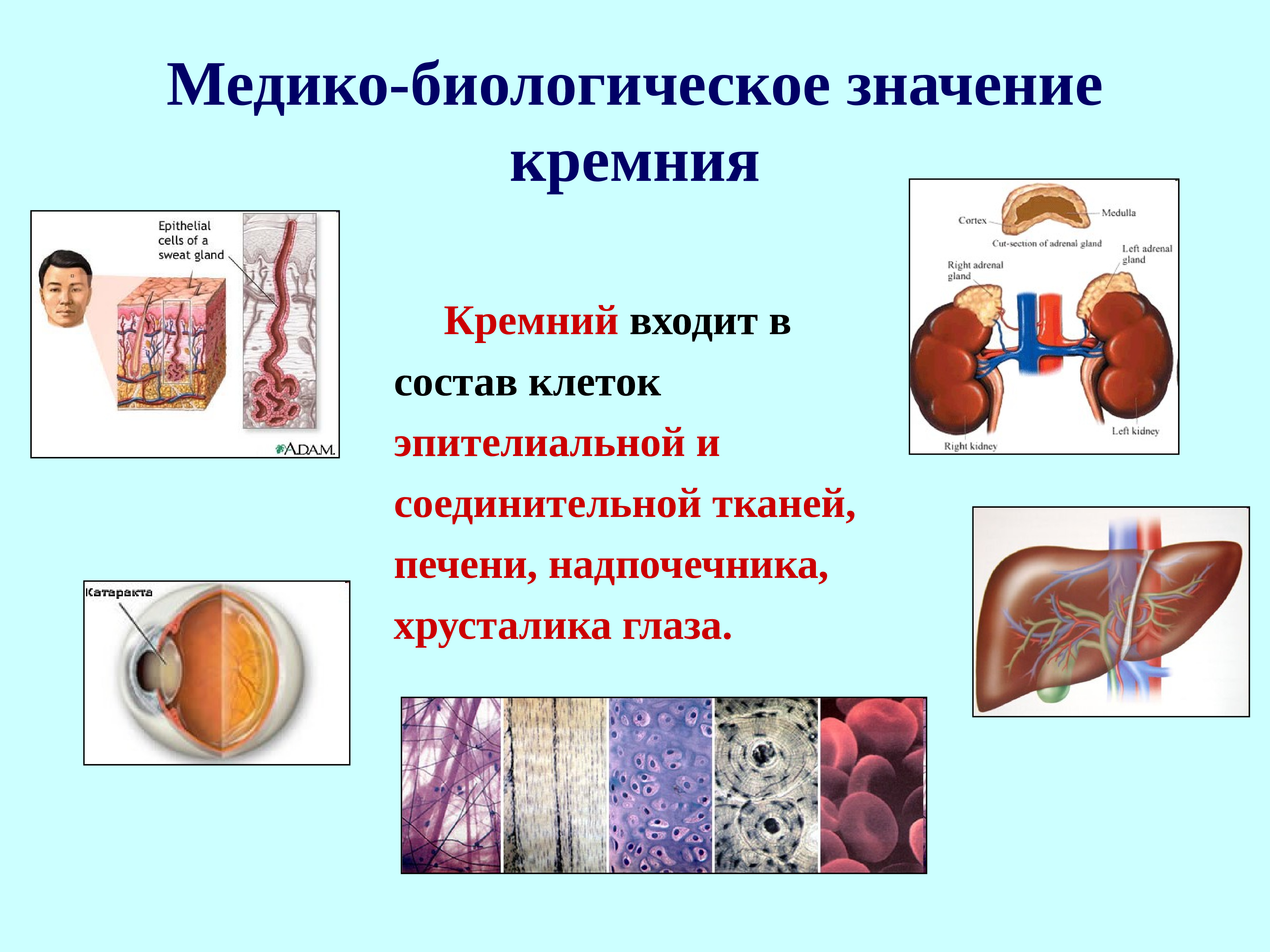 Биологическое значение человека. Биологическая роль кремния. Биологическое значение кремния. Роль кремния в организме человека. Медико-биологическое значение.