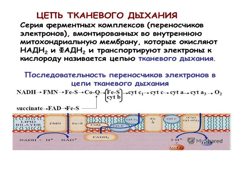 Общая схема тканевого дыхания