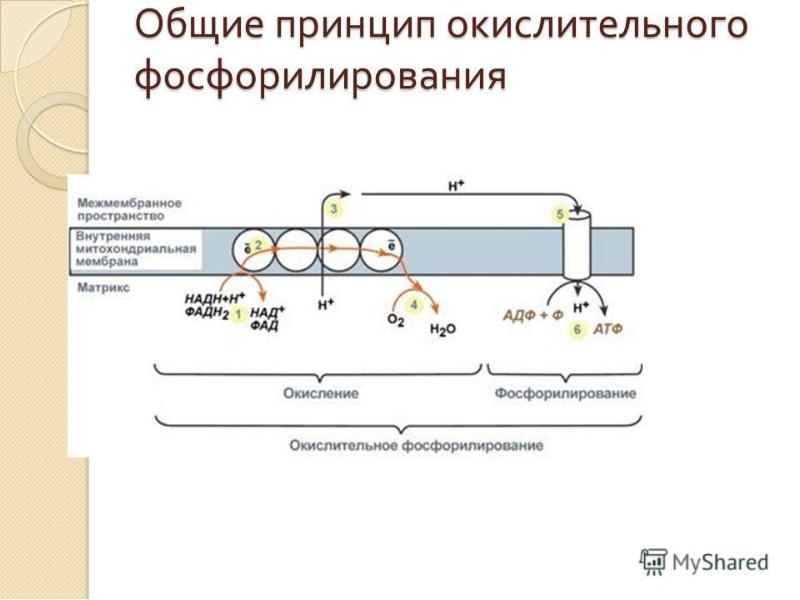 Биологическое окисление биохимия презентация