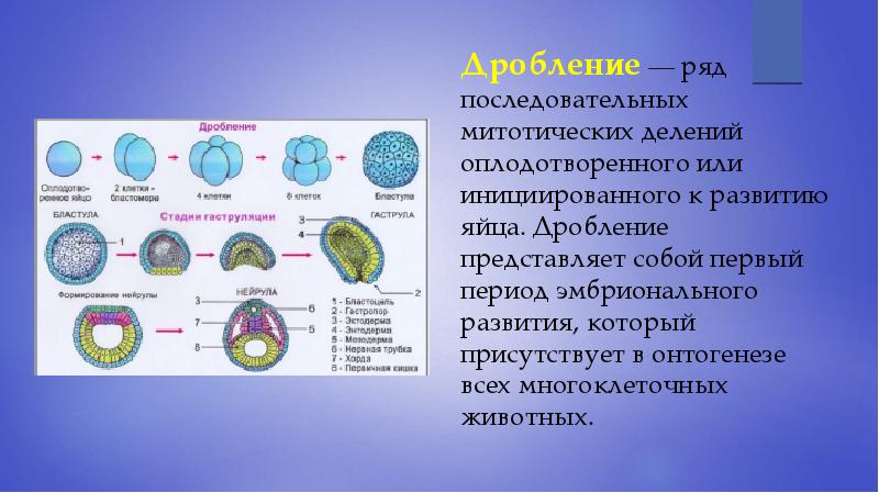 Размножение онтогенез презентация