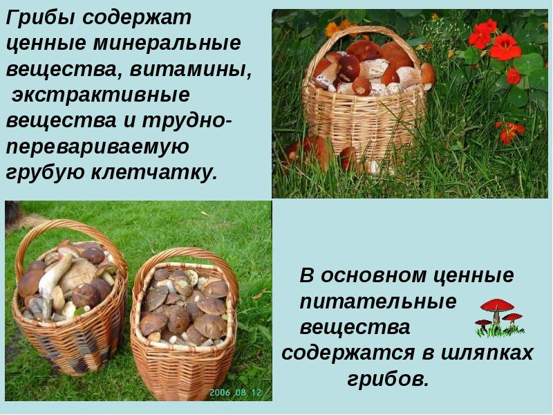 Свежий гриб содержит. Питательные вещества в грибах. что содержат грибы. какие витамины содержатся в грибах. все грибы питательные.