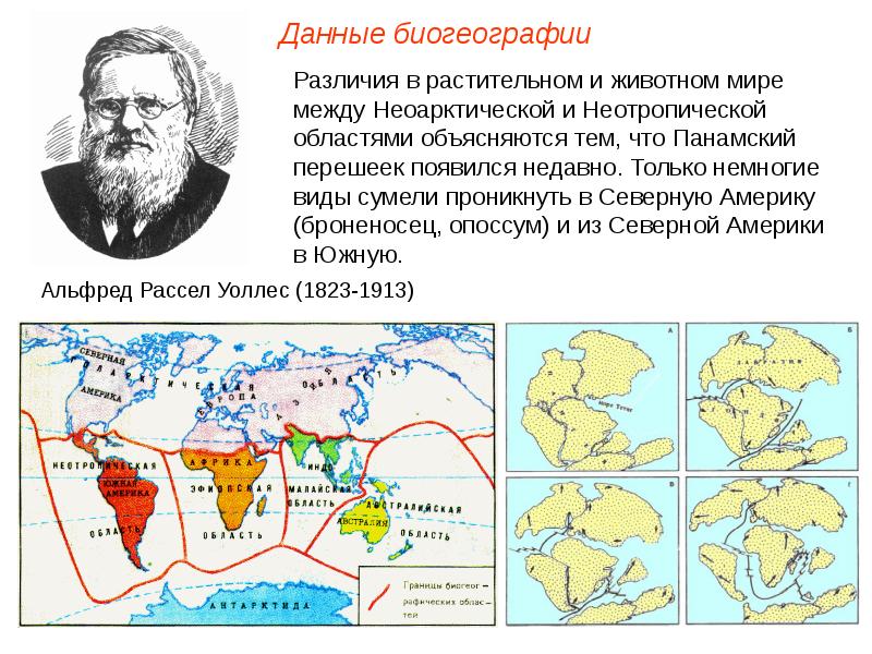 Биогеографические доказательства эволюции картинки