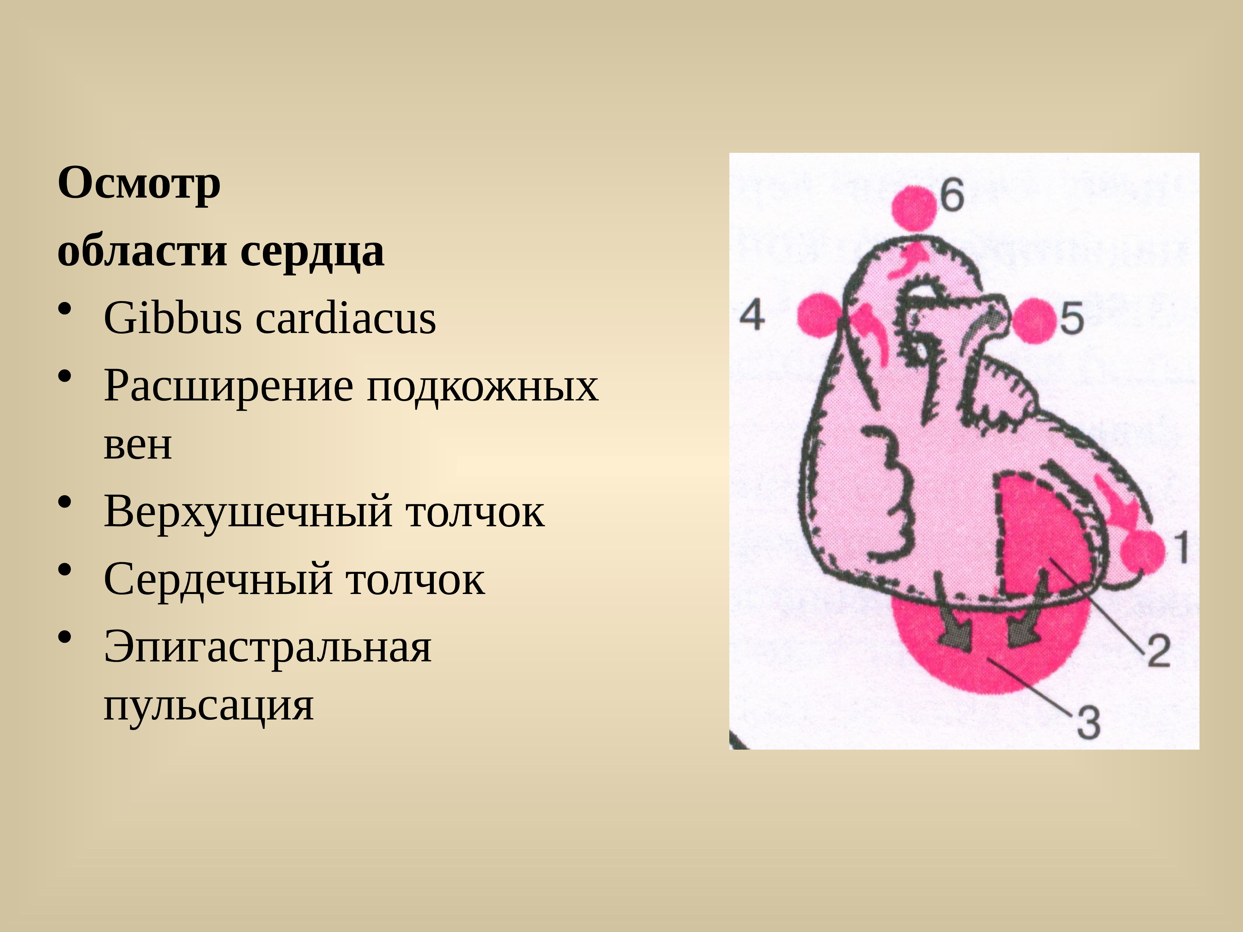 Cordis латынь. Осмотр области сердца. Gibbus CORDIS наиболее вероятно появляется при.