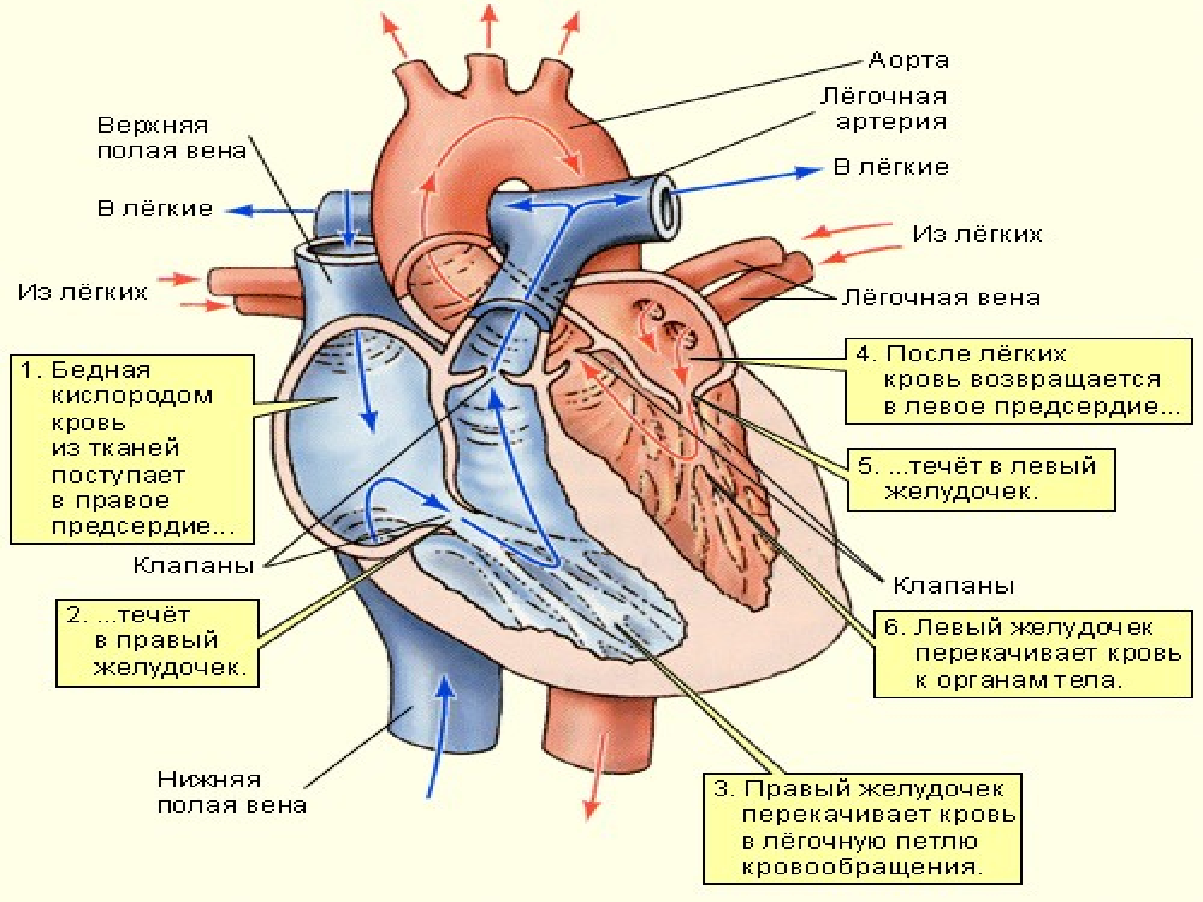 От левого предсердия к легким. Сердце строение анатомия кровоснабжение. Схема строения сердца и кругов кровообращения. Схема кровотока в сердце. Строение сердца и функции схема.