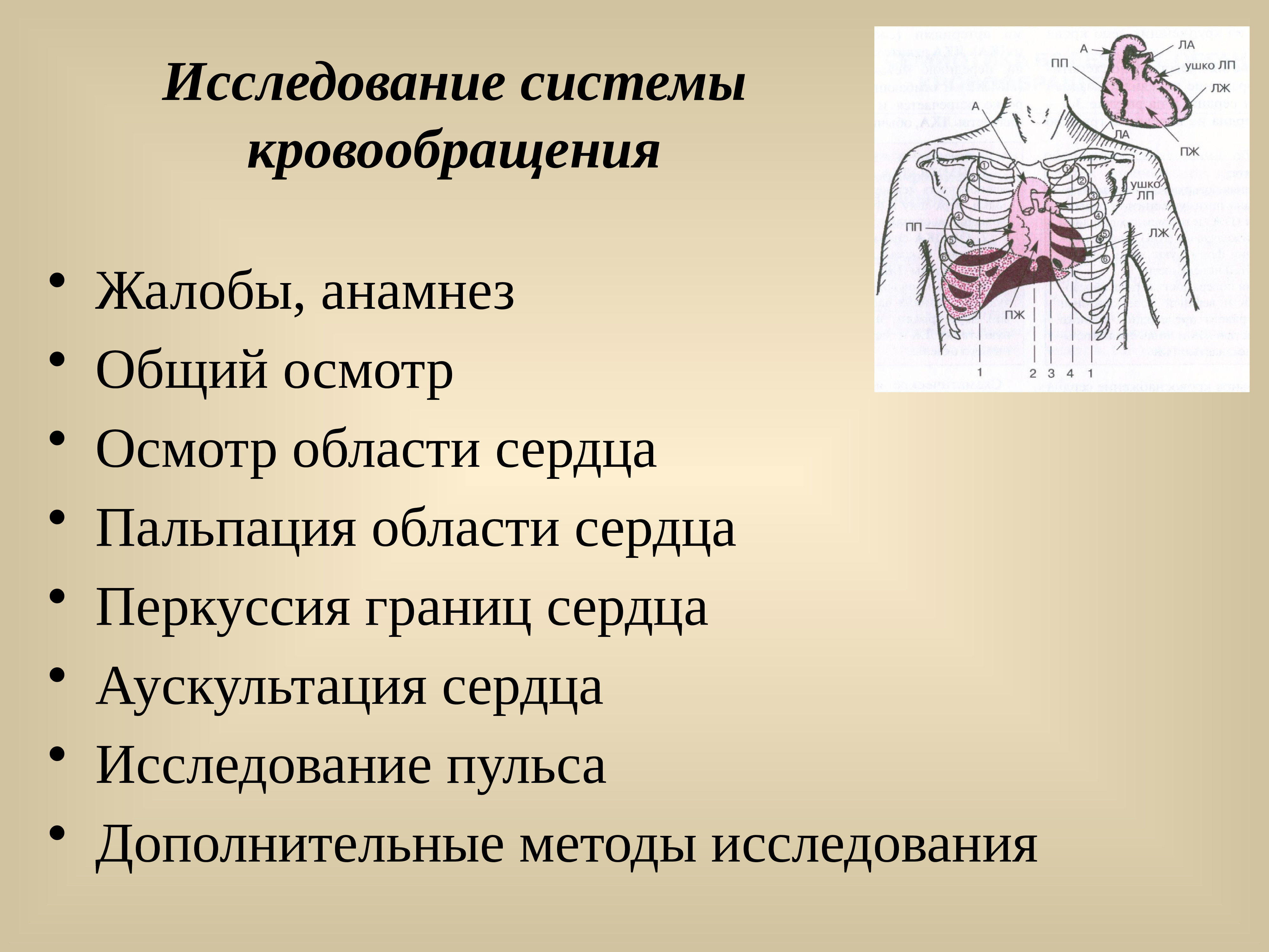 Пальпация сердца презентация