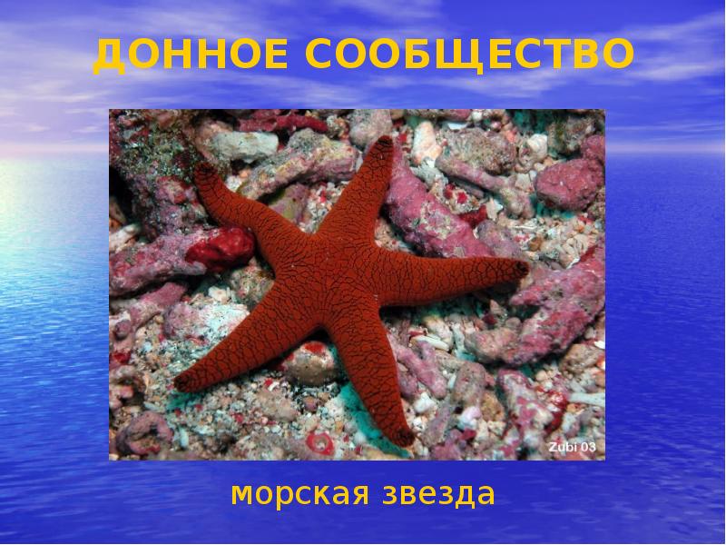 Морская звезда презентация