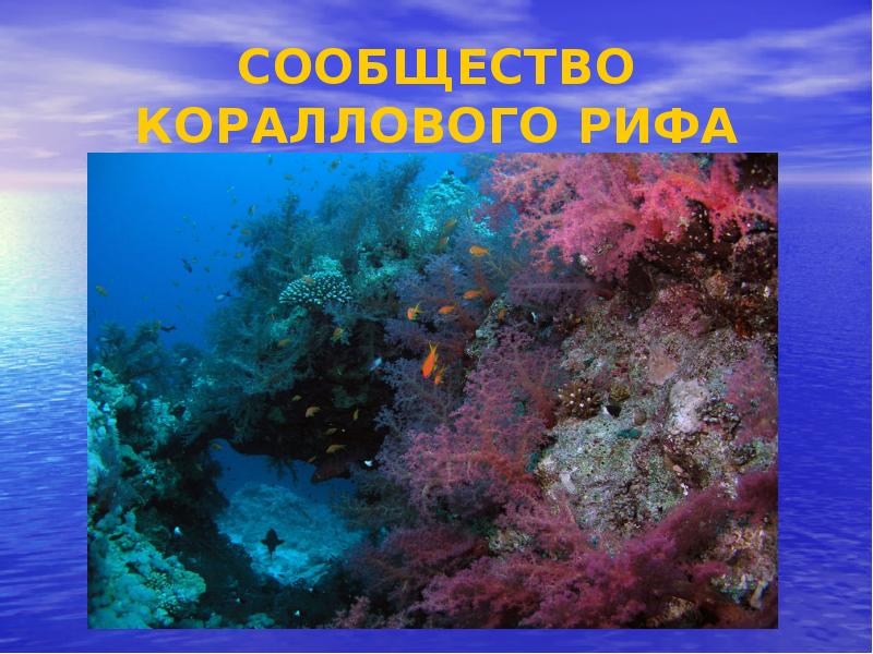 Сообщество океанов. Сообщества морей и океанов. сообщество коралловых рифов. сообщество кораллового рифа обитатели. природные сообщества морей и океанов.