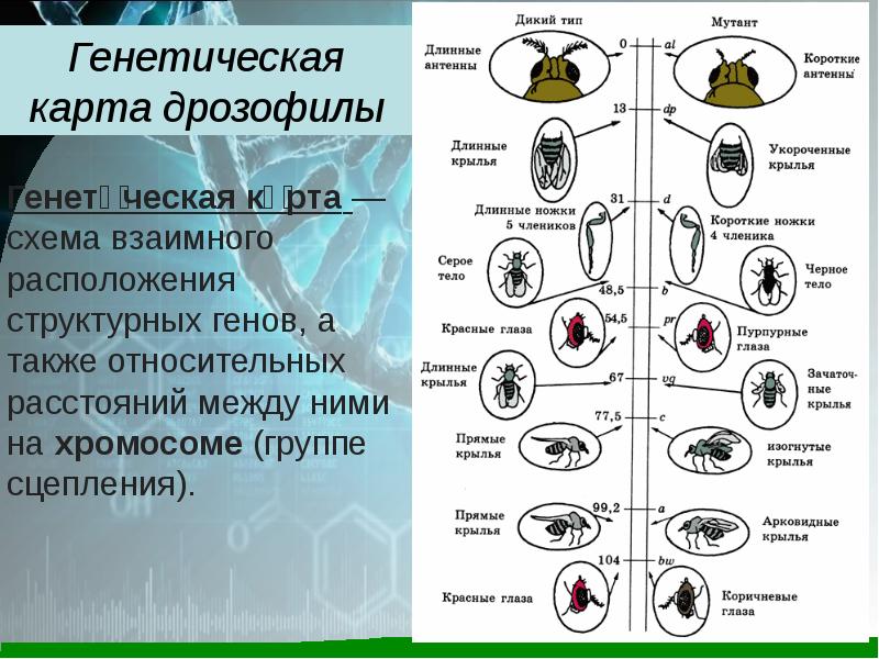 Число хромосом дрозофилы