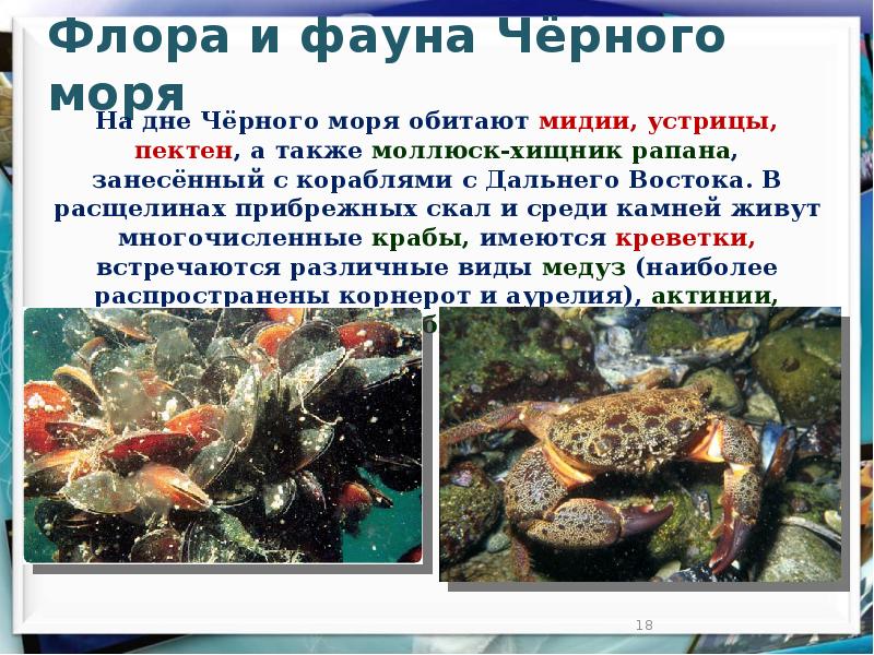 Животный мир черного моря 4 класс. Флора и фауна черного моря. Растительный и животный мир черного моря. День черного моря презентация. Международный день черного моря презентация.