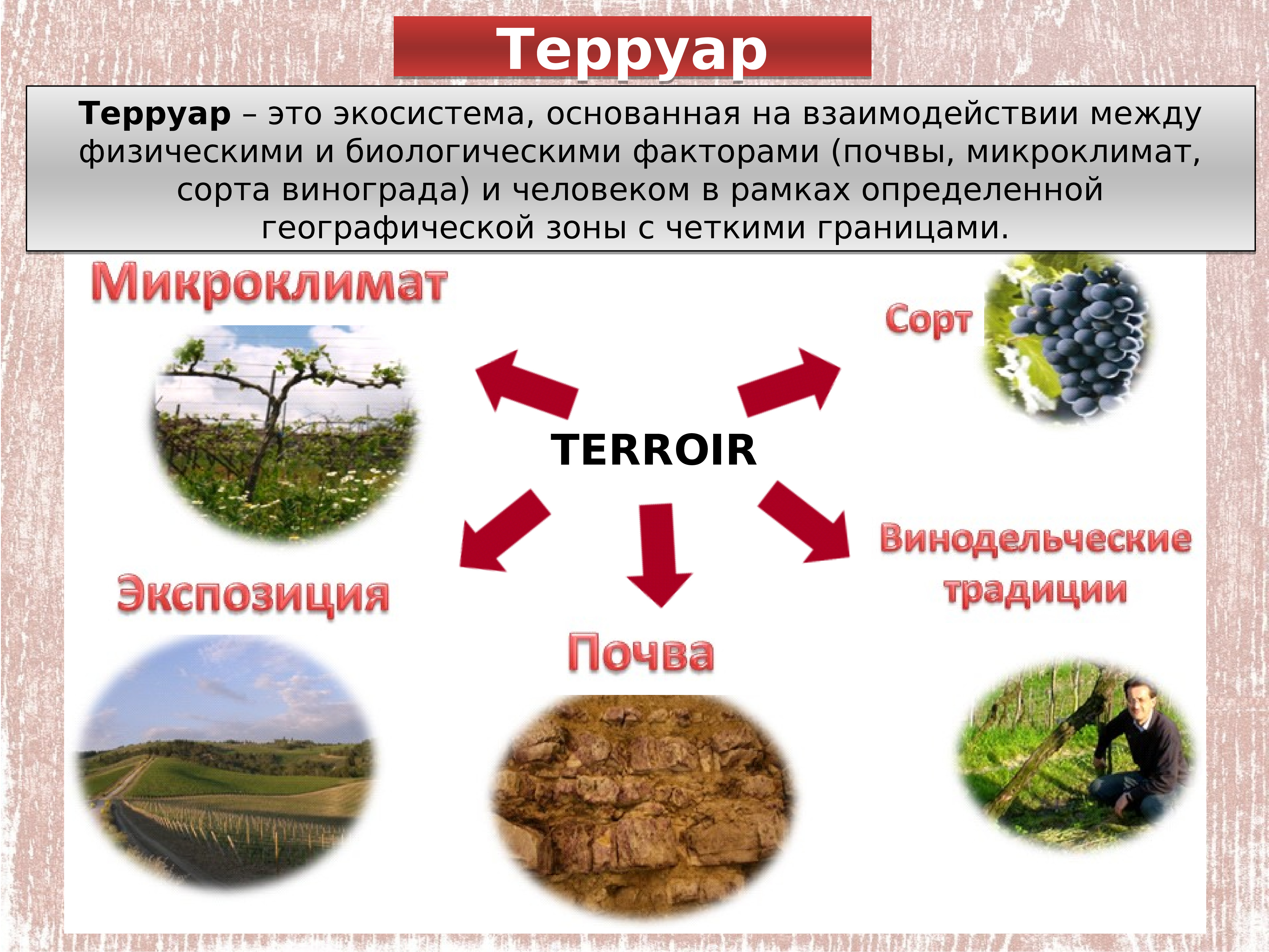 Терруар. Микроклимат почвы. Терруар понятие. Взаимосвязь почвы и климата.