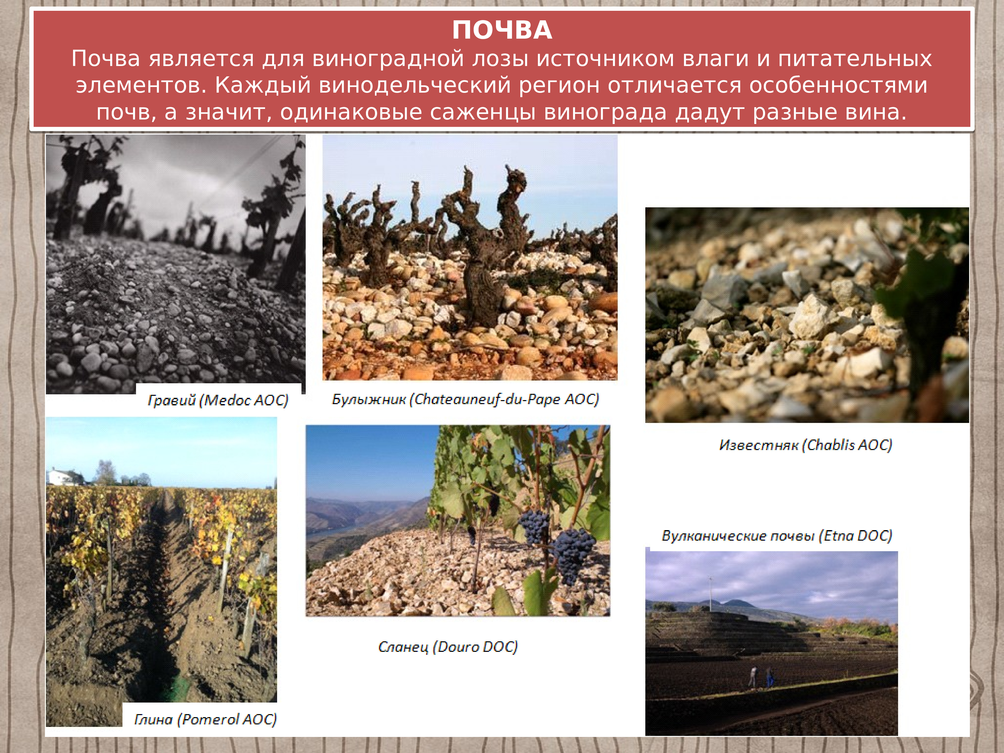 Почва является системой. Климат для виноделия. Почвы Крыма и их характеристика.