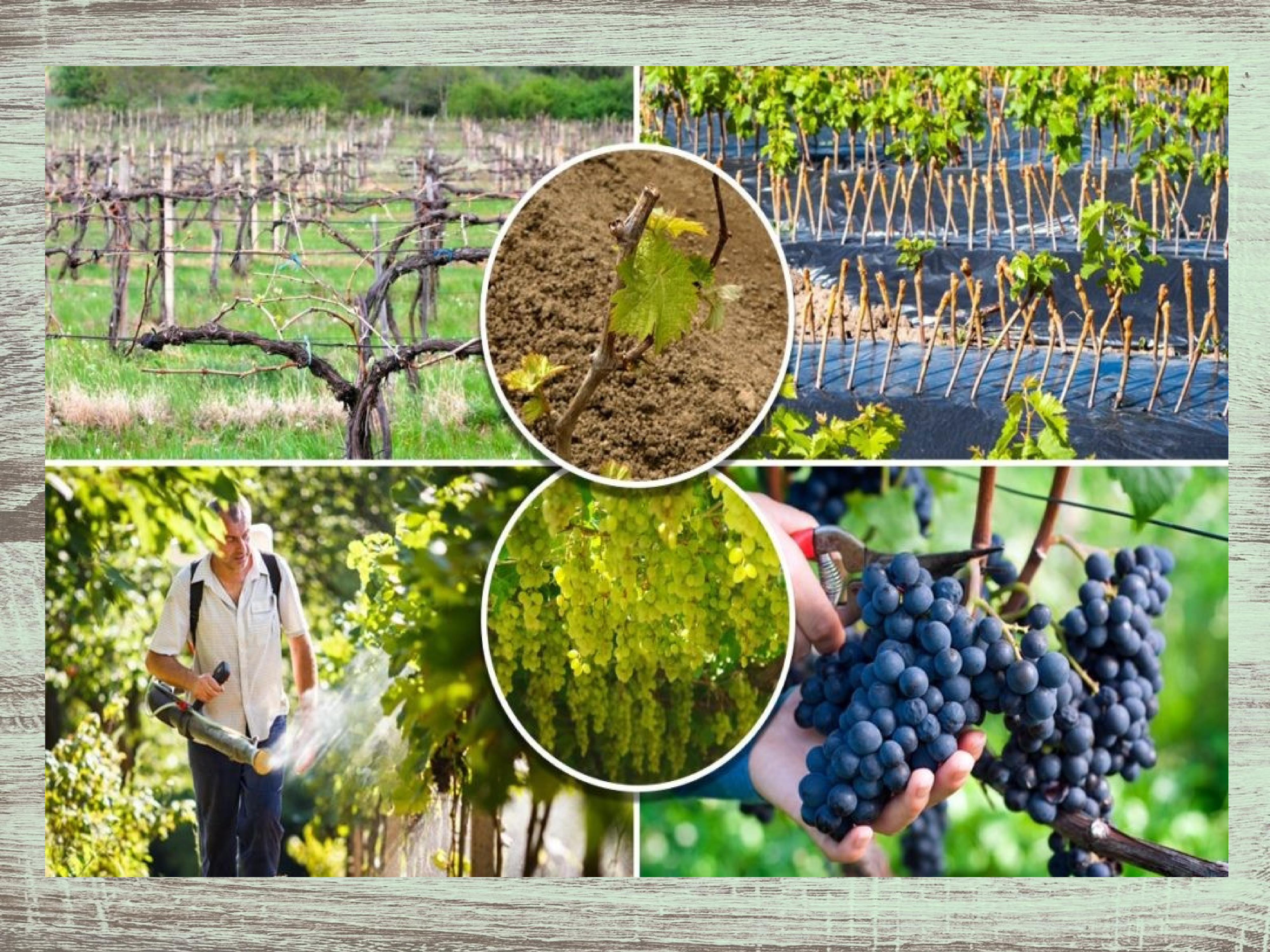 Чем обработать виноград в апреле