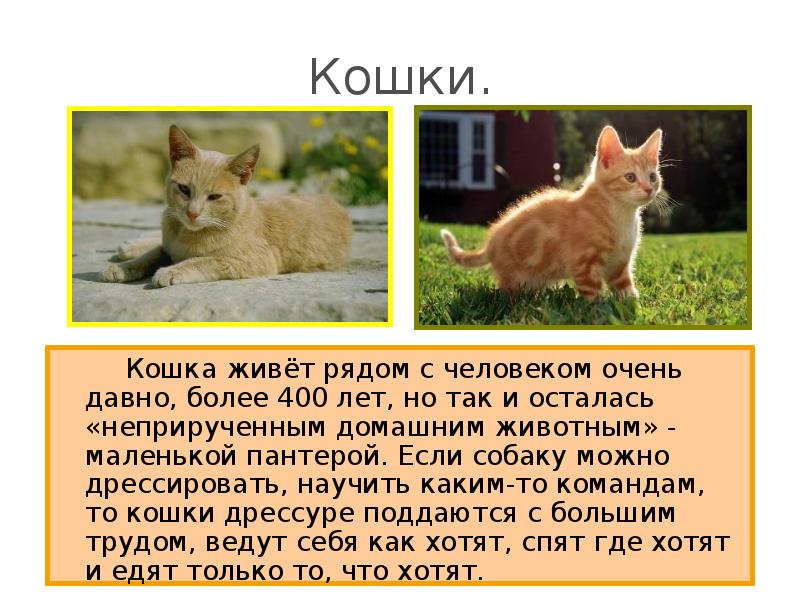 Кошки. 		Кошка живёт рядом с человеком очень давно, более 400 лет,