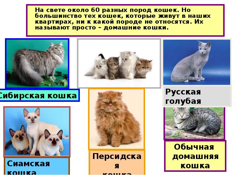 На свете около 60 разных пород кошек. Но большинство тех кошек,