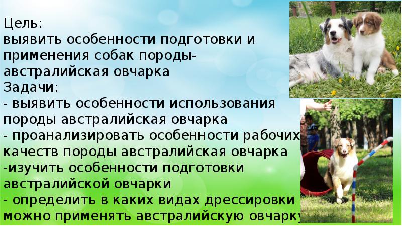 Обучение австралийской овчарки. Австралийская овчарка характеристика породы плюсы и минусы. Тип Конституции австралийской овчарки. Особенности строения австралийской овчарки.