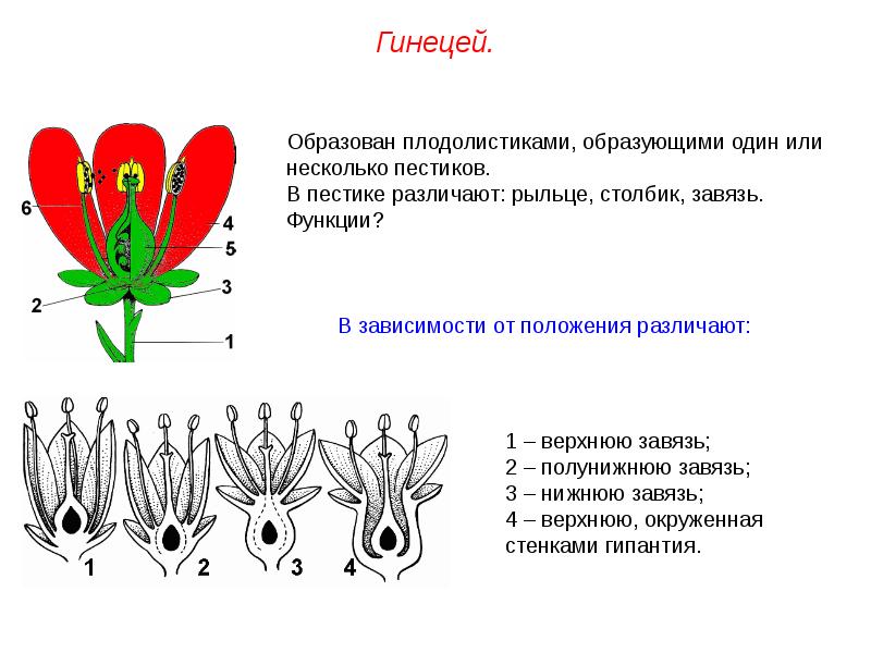 Определите несколько растений весенних цветников запиши их названия нарисуй 2 3 растения