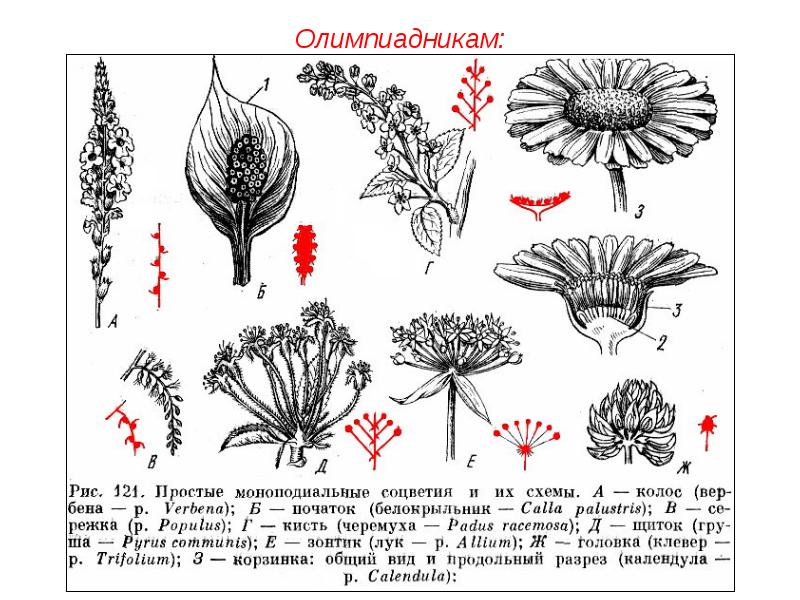 Типы соцветий рисунок