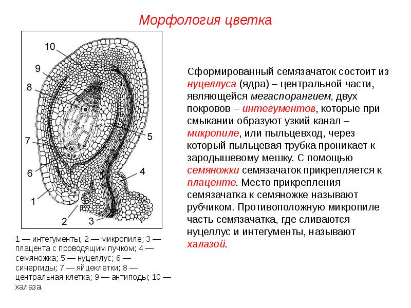 Синергиды. Халаза нуцеллус. Халаза семязачатка. Строение семязачатка плацента. Нуцеллус семяпочки.