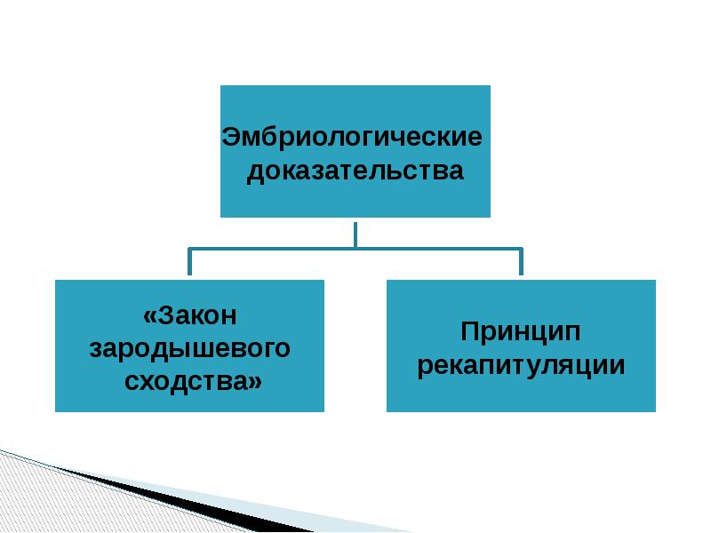 Доказательства эволюции 11 класс. Доказательства эволюции и Библия.