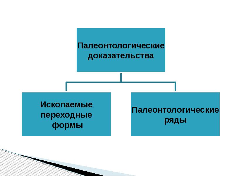 Доказательства переходной формы. Доказательства эволюции и Библия.